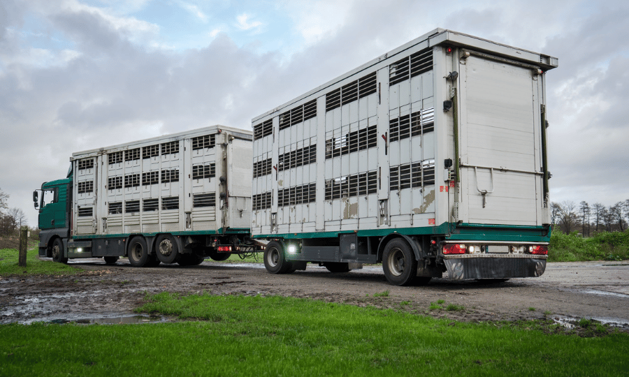 Viehtransporterreiniger-Novadur